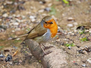 Robin 