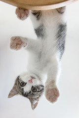 A cute little cat looks down from above, standing with paws on the glass from an unusual angle