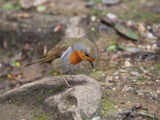 Robin 