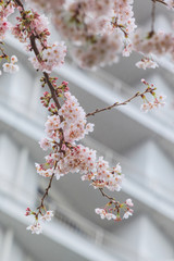 Cherry blossom, Sakura flower close up in spring season at Yokohama, Japan