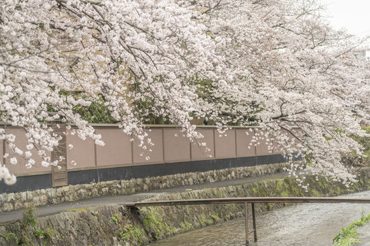 京都 東山の桜と小川 その1
