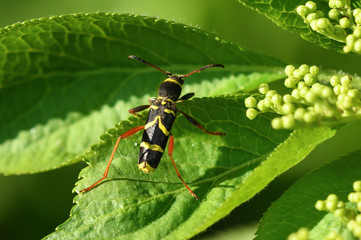 Echter Widderbock (Clytus arietis)