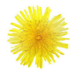 Yellow flower of a dandelion. The view from the top. Isolated on white background with clipping path.