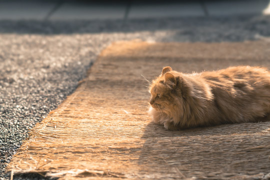 木陰で佇む猫
