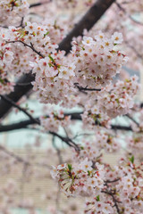 Cherry blossom, Sakura flower close up in spring season at Yokohama, Japan