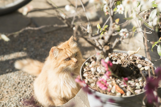 猫と梅の花　その１