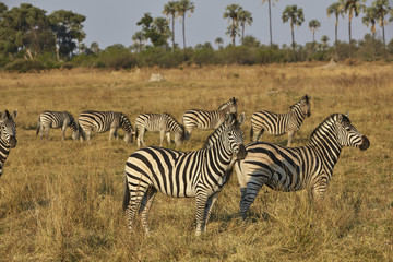 Naklejka na ściany i meble Zebra, Zebraherde, Steppe, Wüstengras, Botswana Namibia Simbabwe