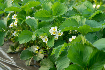 Blossom of strawberry plants growing in outdoor greenhouse covered with plastic film, bio farming