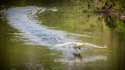 Swan on the river