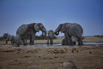 Elefanten beim Baden, Elefantenbullen, Wasserstelle, Safari, Botswana Namibia Simbabwe