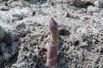 New season of green asparagus, field with growing green asparagus vegetable