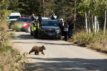 Bear Cub Crossing Street 