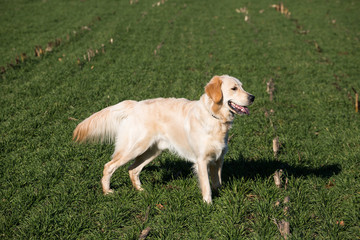 Golden Retriever