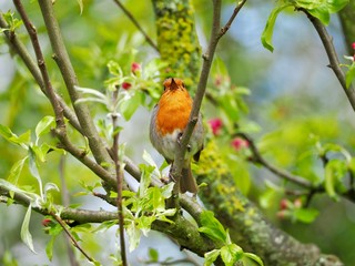 Robin 