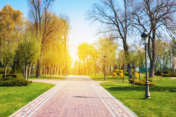 Green spring sunny city park with road and beautiful trees alley