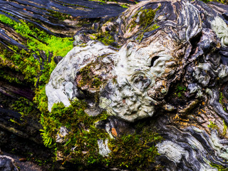 Moss on an old tree in a rain forest