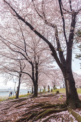 Spring scenery of Yokohama Minatomirai Bay area with Sakura cherry blossom, Japan