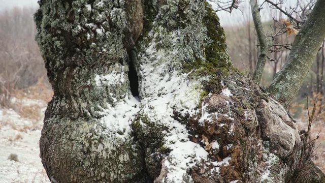 snowflakes on tree and moss