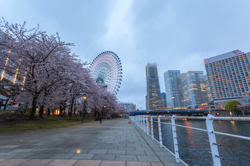 Spring scenery of Yokohama Minatomirai Bay area at sunset twilight with Sakura cherry blossom, Japan