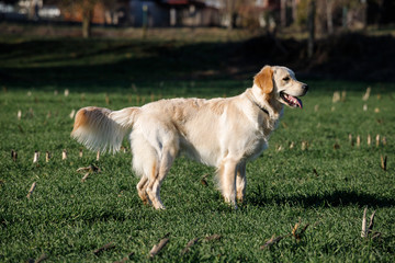 Golden Retriever