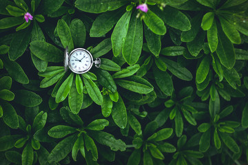  Green Leaves background and Old silver pocket watch clock