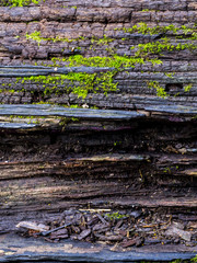 Moss on an old tree in a rain forest