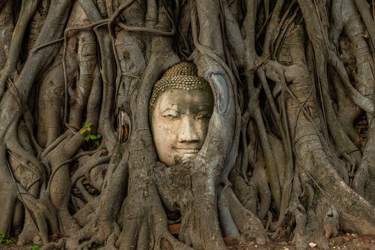 Buddha head embedded in a Bodhi tree