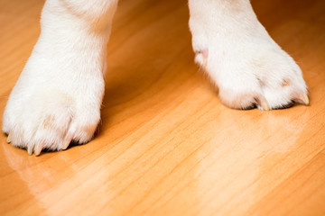 White paws of a small hunting dog