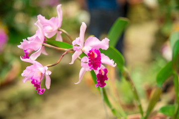 Orquídeas 