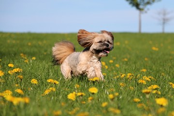 sweet lhasa apso is running on a field with dandelions