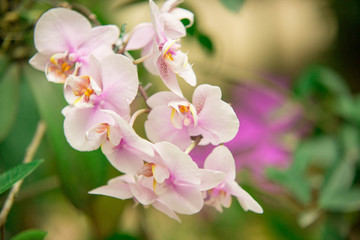 Fototapeta na wymiar Orquídeas 
