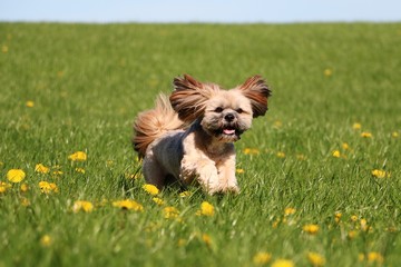 sweet lhasa apso is running on a field with dandelions - obrazy, fototapety, plakaty