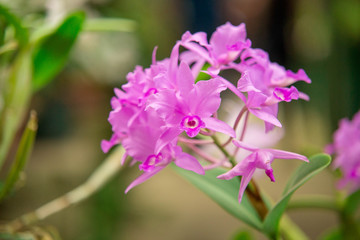 Orquídeas 