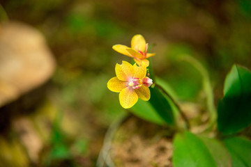 Orquídeas 