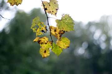 changing leaves 