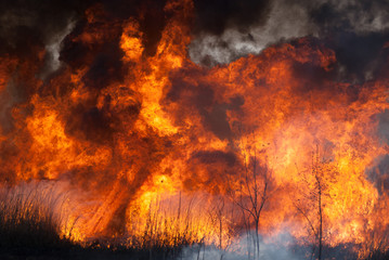 La flamme déchaînée du feu brûle dans les champs, les forêts et la fumée noire et âcre. Gros plan sur un grand feu de forêt