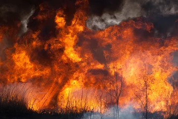 Papier Peint photo autocollant Flamme La flamme déchaînée du feu brûle dans les champs, les forêts et la fumée noire et âcre. Gros plan sur un grand feu de forêt