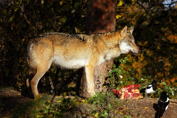 Grey wolf dines, eats meat, beef. Canis lupus.