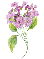 Delicate spring floral illustration. Beautiful lilac hydrangea (flowers on a twig with green leaves) isolated on white background. Watercolor painting.