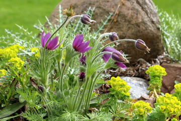 Pulsatilla vulgaris, family (Ranunculaceae)- this is an herbaceous perennial plant.