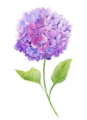 Delicate spring floral illustration. Beautiful light purple hydrangea (flowers on a twig with green leaves) isolated on white background. Watercolor painting.