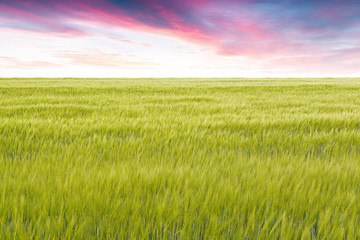 Culture of wheat in the springtime with a cloudy sky