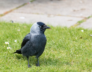 Obraz premium Eurasian Jackdaw