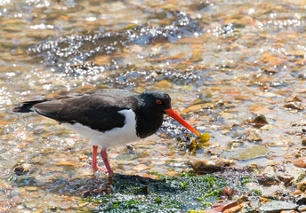 Eurasian Oystercatcher