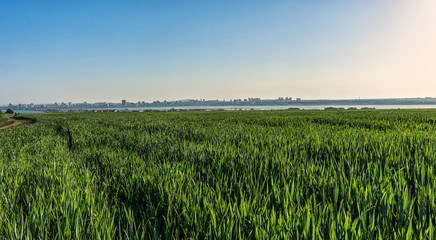 City view from the plantation 