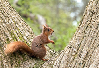 Naklejka na ściany i meble Red Squirrel in Fork of Tree