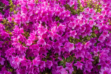Fototapeta premium Background Pink Azaleas