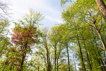 summer nature. sunlight in trees of green forest