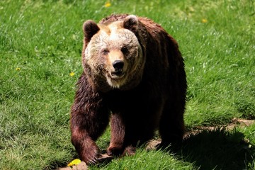 brown bear (ursus arctos) in springtime