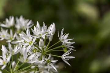 Gewürzplanze Bärlauch